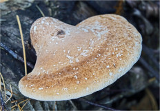 Гриб из Москва