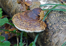 Гриб из Москва