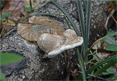 Гриб из Москва