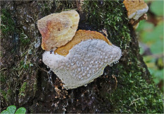 Трутовик окаймлённый