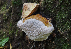 Трутовик окаймлённый