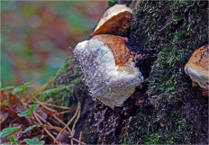 Трутовик окаймлённый