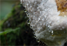 Трутовик окаймлённый