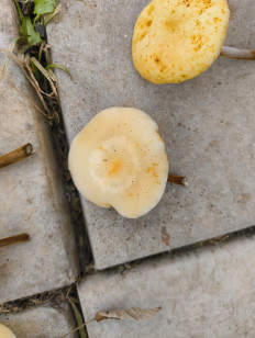 Гриб из Москва