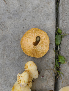 Гриб из Москва