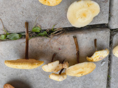 Гриб из Москва