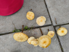 Гриб из Москва