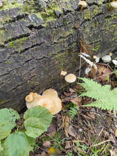 Гриб из Москва