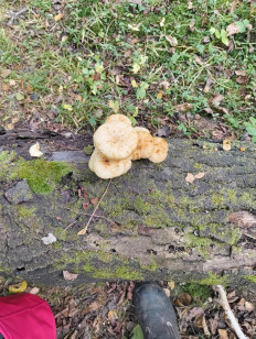 Гриб из Москва