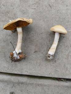 Гриб из Москва