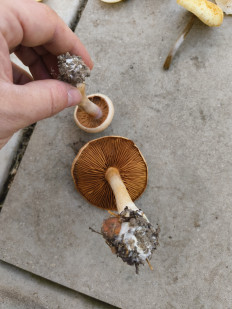 Гриб из Москва