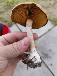 Гриб из Москва