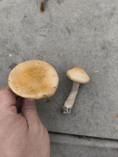 Гриб из Москва