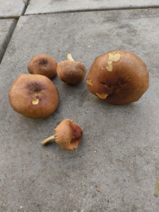 Гриб из Москва