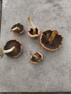 Гриб из Москва