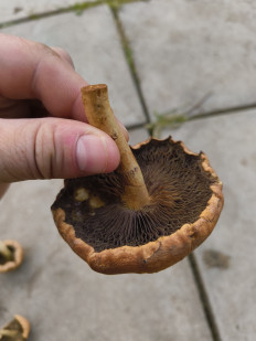 Гриб из Москва