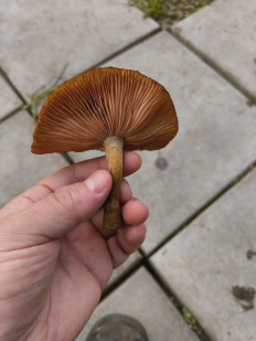 Гриб из Москва