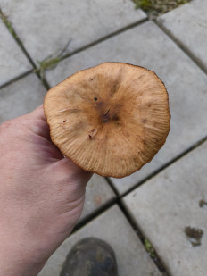 Гриб из Москва