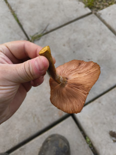 Гриб из Москва