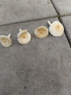 Гриб из Москва