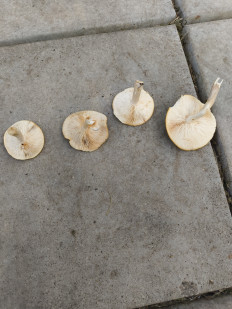 Гриб из Москва