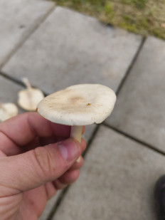 Гриб из Москва