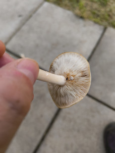 Гриб из Москва