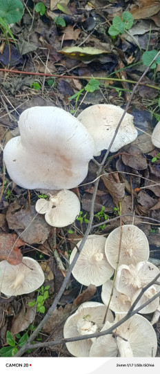 Гриб из Каладжинская