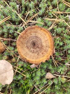 Гриб из Тамбов