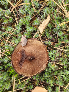 Гриб из Тамбов