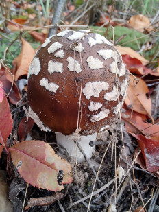 Amanita pantherina - Мухомор пантерный