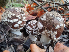 Amanita pantherina - Мухомор пантерный
