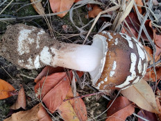 Amanita pantherina - Мухомор пантерный