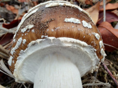 Amanita pantherina - Мухомор пантерный