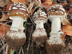 Amanita pantherina - Мухомор пантерный