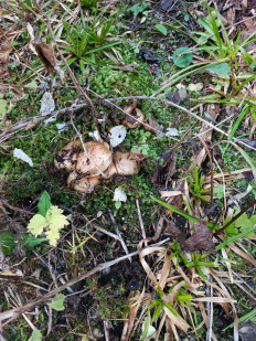 Гриб из Ставрополь