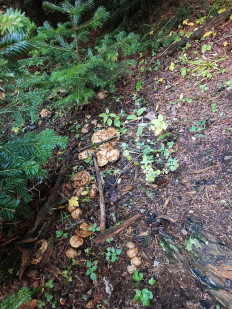 Гриб из Ставрополь