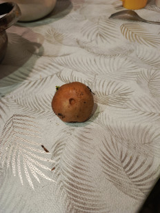 Гриб из Ставрополь