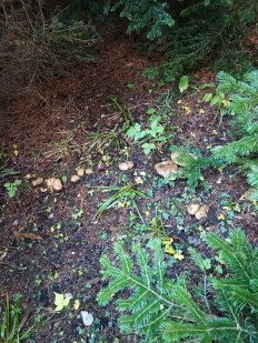 Гриб из Ставрополь