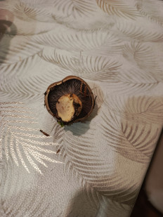 Гриб из Ставрополь