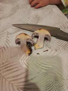 Гриб из Ставрополь