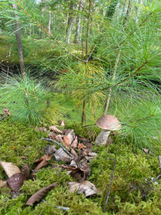 Гриб из Фонтенбло, Франция