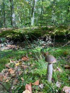 Гриб из Фонтенбло, Франция