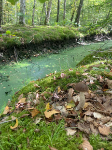 Гриб из Фонтенбло, Франция