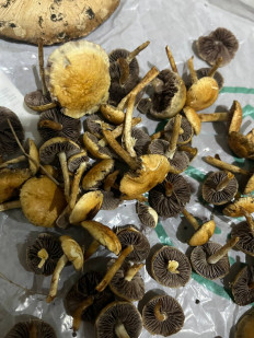 Гриб из Chisinau