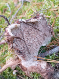 Гриб из Подольше, Осташковского района