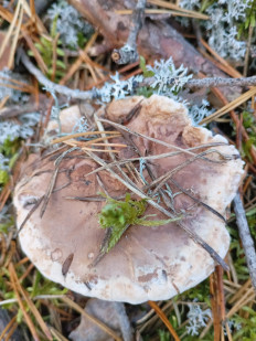 Гриб из Подольше, Осташковского района