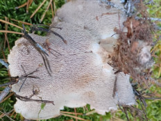 Гриб из Подольше, Осташковского района