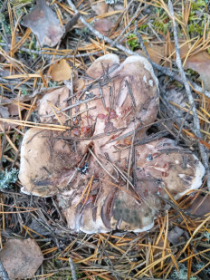 Гриб из Подольше, Осташковского района