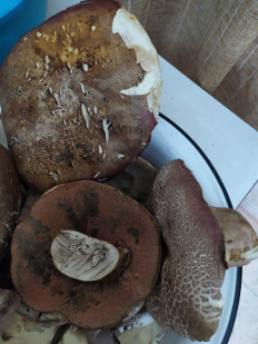 Гриб из Волгоград